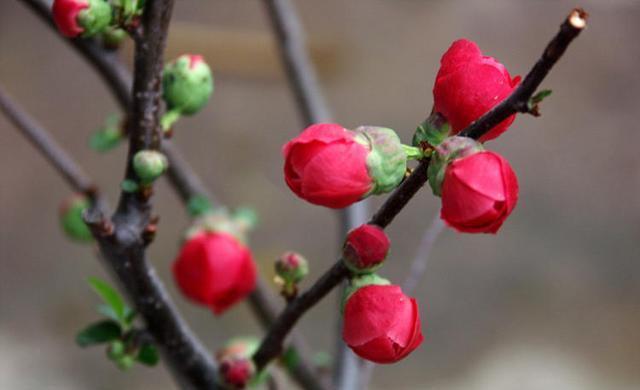 家居养花：4种海棠花卉盆栽你喜欢哪一种！(图2)