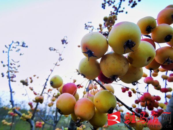 中国最大海棠种植王国：西平海棠熟了！(图1)