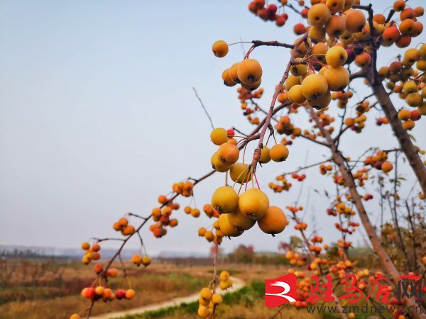 中国最大海棠种植王国：西平海棠熟了！(图5)