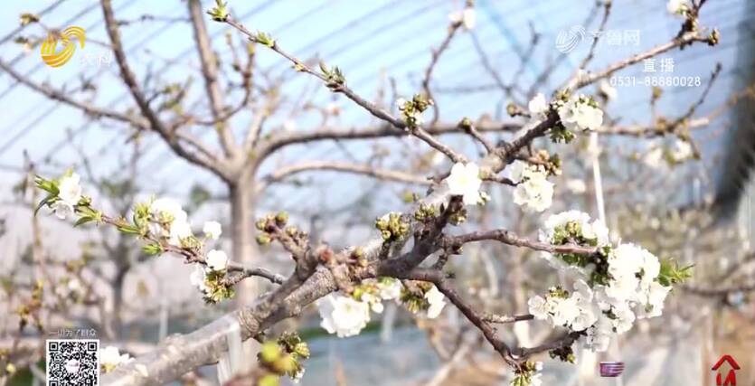 东营：大棚樱桃花满枝 农事生产正当时(图1)