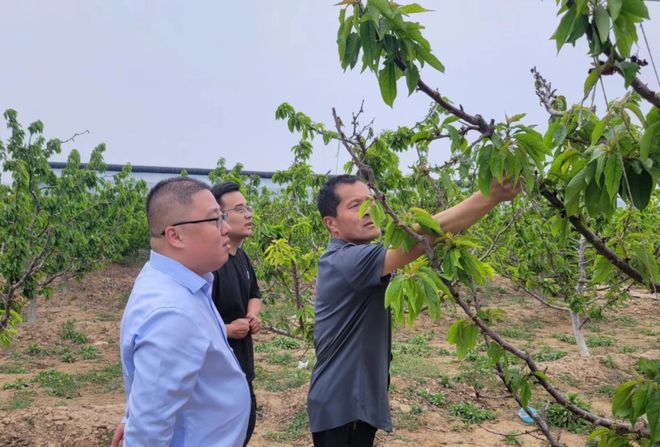 基层一线 护航樱桃“开门红”(图3)