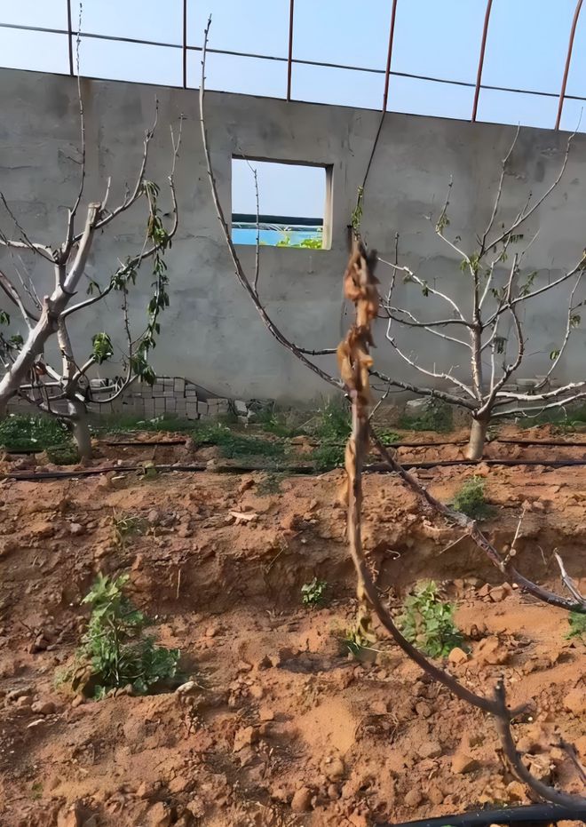 酵素菌剂奇谈！樱桃树浇水就死菌肥降解毒素改土成解救关键！(图1)