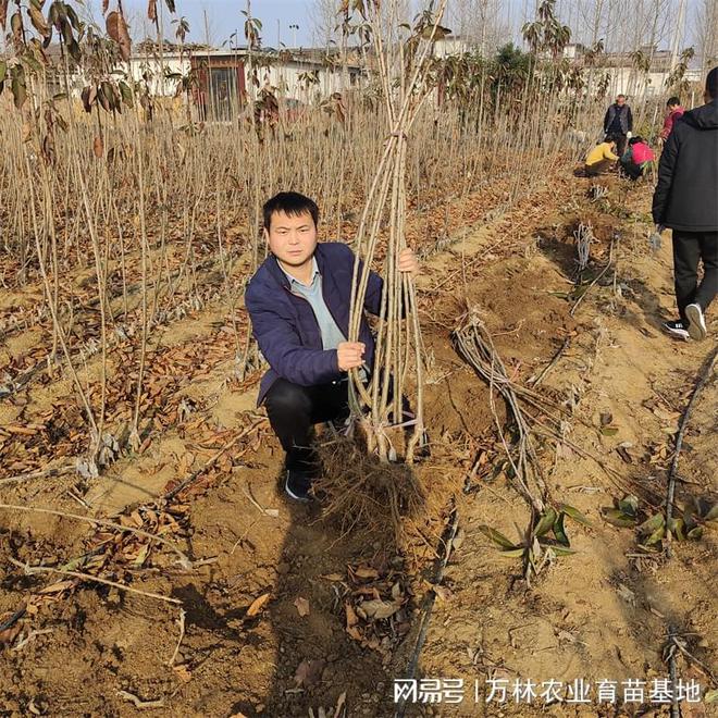 罗亚理樱桃苗：早熟高产硕果累累花期繁盛(图1)