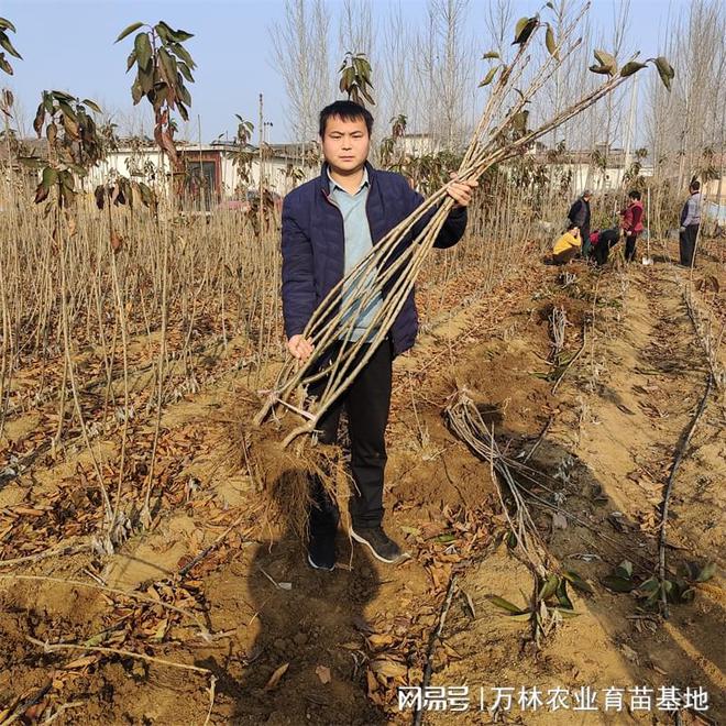 优质冰库樱桃苗种植首选(图1)