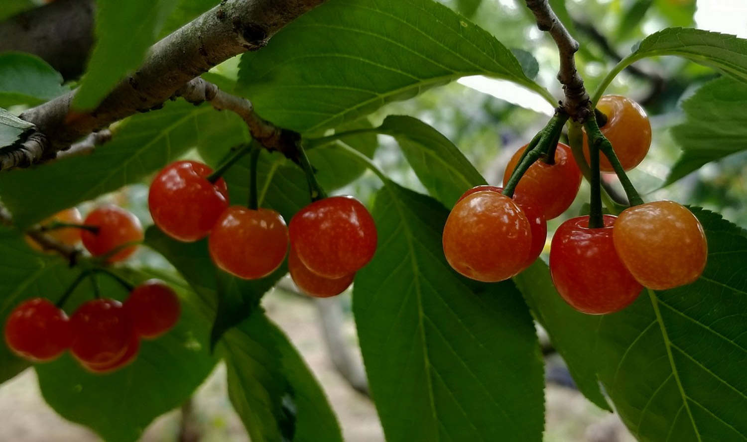 樱桃树和樱花树是一种树吗(图1)