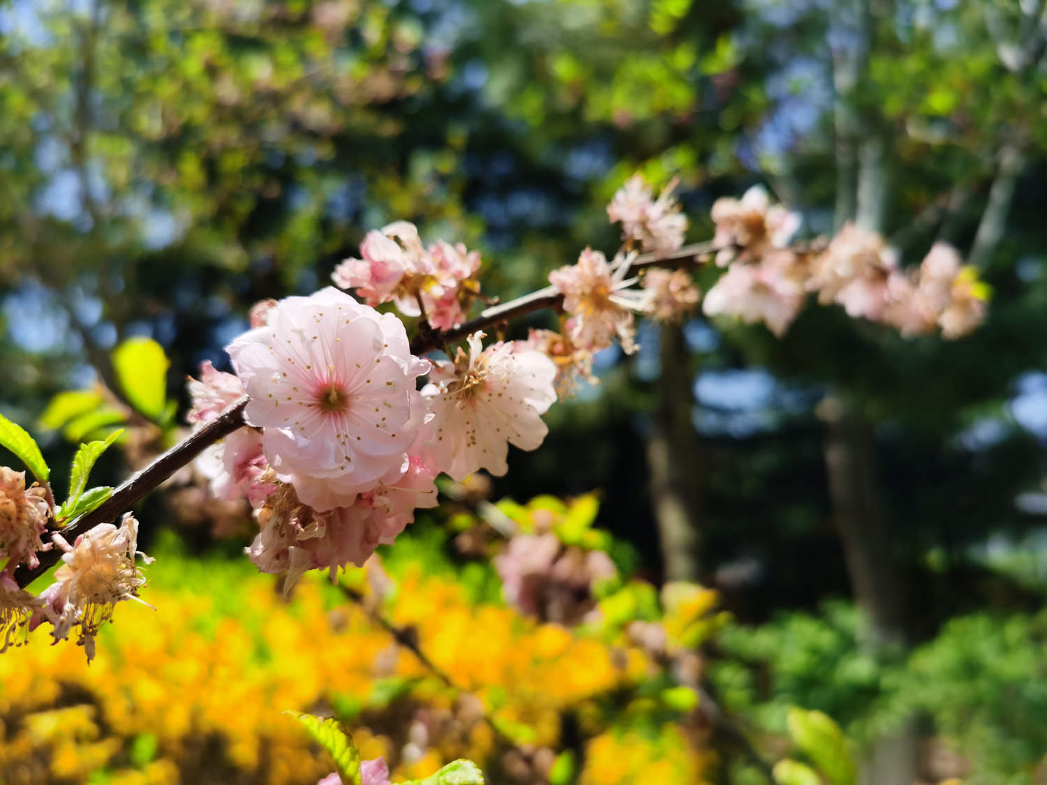 樱桃树和樱花树是一种树吗(图2)