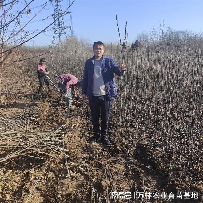 高贵桑巴樱桃苗为种植效益保驾护航(图3)