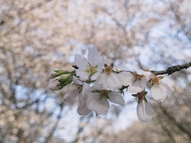 小邱科普｜傻傻分不清 樱花和樱桃花到底有何区别？(图1)